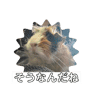 モルモットが肯定してくれるスタンプ（個別スタンプ：32）