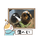 モルモットが肯定してくれるスタンプ（個別スタンプ：35）