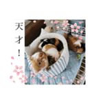 モルモットが肯定してくれるスタンプ（個別スタンプ：40）