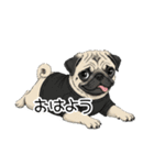 Tシャツ着たパグの毎日使えるスタンプ（個別スタンプ：5）