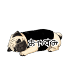 Tシャツ着たパグの毎日使えるスタンプ（個別スタンプ：6）