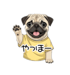 Tシャツ着たパグの毎日使えるスタンプ（個別スタンプ：13）