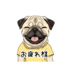 Tシャツ着たパグの毎日使えるスタンプ（個別スタンプ：14）