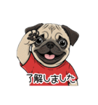 Tシャツ着たパグの毎日使えるスタンプ（個別スタンプ：16）