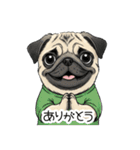 Tシャツ着たパグの毎日使えるスタンプ（個別スタンプ：20）