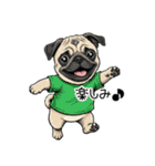 Tシャツ着たパグの毎日使えるスタンプ（個別スタンプ：24）