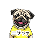 Tシャツ着たパグの毎日使えるスタンプ（個別スタンプ：30）