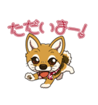 豆柴の蘭ちゃん（個別スタンプ：3）