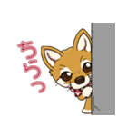 豆柴の蘭ちゃん（個別スタンプ：14）