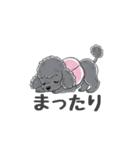 トイプードル（グレー、シルバー）（個別スタンプ：12）