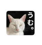 たつきちの首のあるネコチャン(実写) 2（個別スタンプ：1）