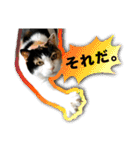 たつきちの首のあるネコチャン(実写) 2（個別スタンプ：2）