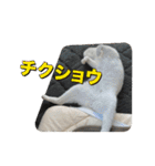 たつきちの首のあるネコチャン(実写) 2（個別スタンプ：3）