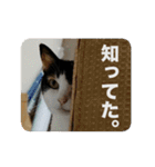 たつきちの首のあるネコチャン(実写) 2（個別スタンプ：4）