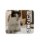 たつきちの首のあるネコチャン(実写) 2（個別スタンプ：5）