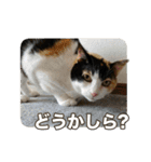 たつきちの首のあるネコチャン(実写) 2（個別スタンプ：6）
