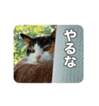 たつきちの首のあるネコチャン(実写) 2（個別スタンプ：7）