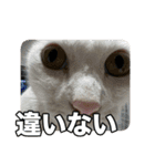 たつきちの首のあるネコチャン(実写) 2（個別スタンプ：8）