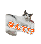 たつきちの首のあるネコチャン(実写) 2（個別スタンプ：9）