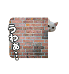 たつきちの首のあるネコチャン(実写) 2（個別スタンプ：11）