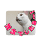 たつきちの首のあるネコチャン(実写) 2（個別スタンプ：12）