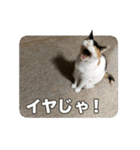 たつきちの首のあるネコチャン(実写) 2（個別スタンプ：15）