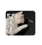 たつきちの首のあるネコチャン(実写) 2（個別スタンプ：21）