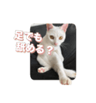 たつきちの首のあるネコチャン(実写) 2（個別スタンプ：22）
