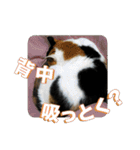 たつきちの首のあるネコチャン(実写) 2（個別スタンプ：23）