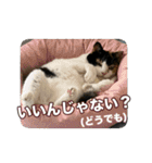 たつきちの首のあるネコチャン(実写) 2（個別スタンプ：25）