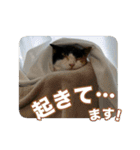 たつきちの首のあるネコチャン(実写) 2（個別スタンプ：26）