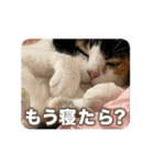たつきちの首のあるネコチャン(実写) 2（個別スタンプ：27）