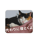 たつきちの首のあるネコチャン(実写) 2（個別スタンプ：28）