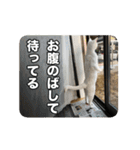 たつきちの首のあるネコチャン(実写) 2（個別スタンプ：29）