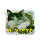 たつきちの首のあるネコチャン(実写) 2（個別スタンプ：31）