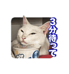 たつきちの首のあるネコチャン(実写) 2（個別スタンプ：32）