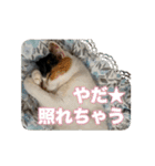 たつきちの首のあるネコチャン(実写) 2（個別スタンプ：33）