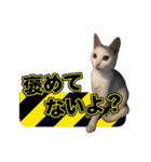 たつきちの首のあるネコチャン(実写) 2（個別スタンプ：34）