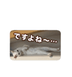 たつきちの首のあるネコチャン(実写) 2（個別スタンプ：35）
