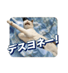 たつきちの首のあるネコチャン(実写) 2（個別スタンプ：36）