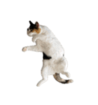 たつきちの首のあるネコチャン(実写) 2（個別スタンプ：37）