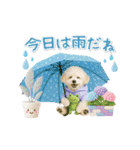 ▶動く癒しトイプードルの「夏」の毎日（個別スタンプ：21）