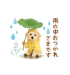 ▶動く癒しトイプードルの「夏」の毎日（個別スタンプ：23）