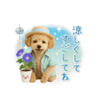 ▶動く癒しトイプードルの「夏」の毎日（個別スタンプ：24）