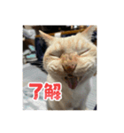 猫いっぱいの毎日使えるスタンプ！（個別スタンプ：1）