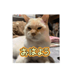 猫いっぱいの毎日使えるスタンプ！（個別スタンプ：2）
