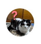 猫いっぱいの毎日使えるスタンプ！（個別スタンプ：3）