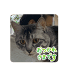 猫いっぱいの毎日使えるスタンプ！（個別スタンプ：4）