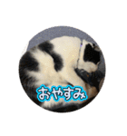 猫いっぱいの毎日使えるスタンプ！（個別スタンプ：6）