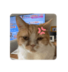 猫いっぱいの毎日使えるスタンプ！（個別スタンプ：7）